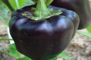 Capsicum-2 Capsicum-2